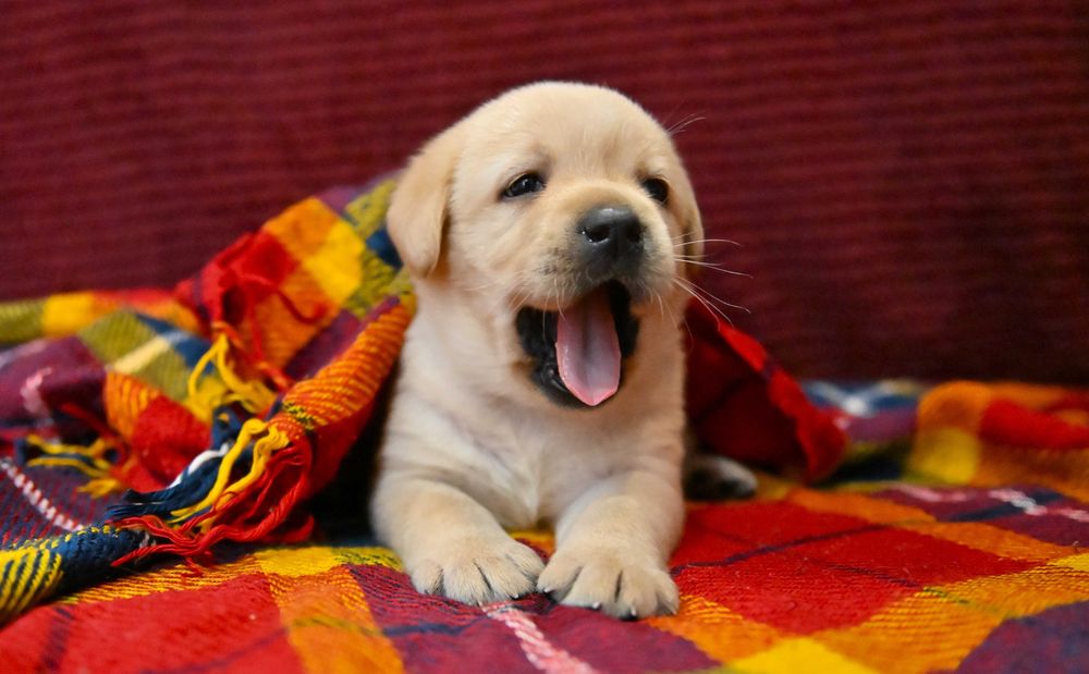 Labrador Retriever  (FCI) -biszkoptowy