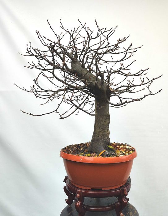 Pre Bonsai grab pospolity