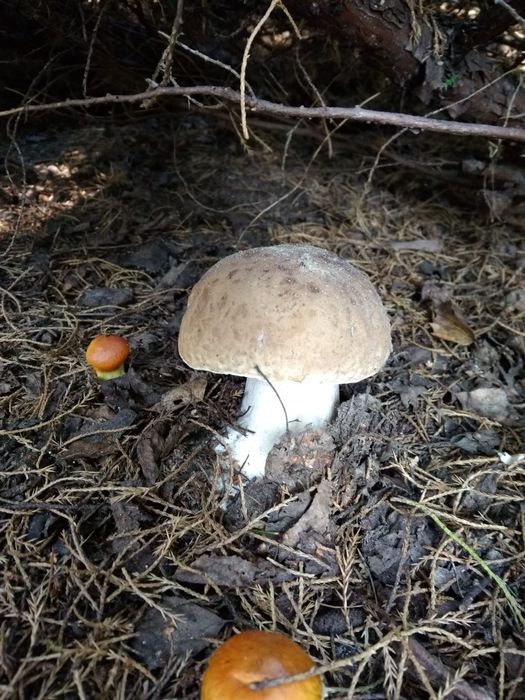 Sprzedam mieszkanie na Koperniku