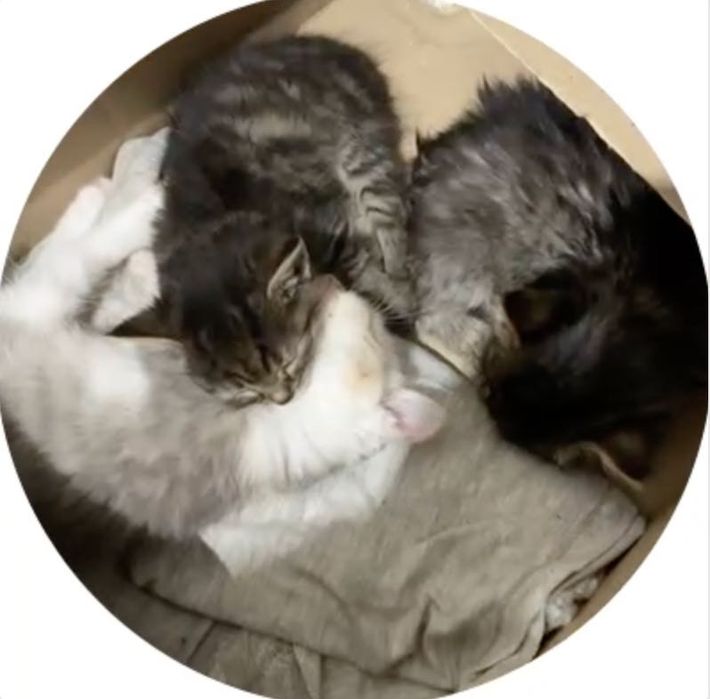 Котята в хороші руки