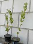 Aronia czarna sadzonki