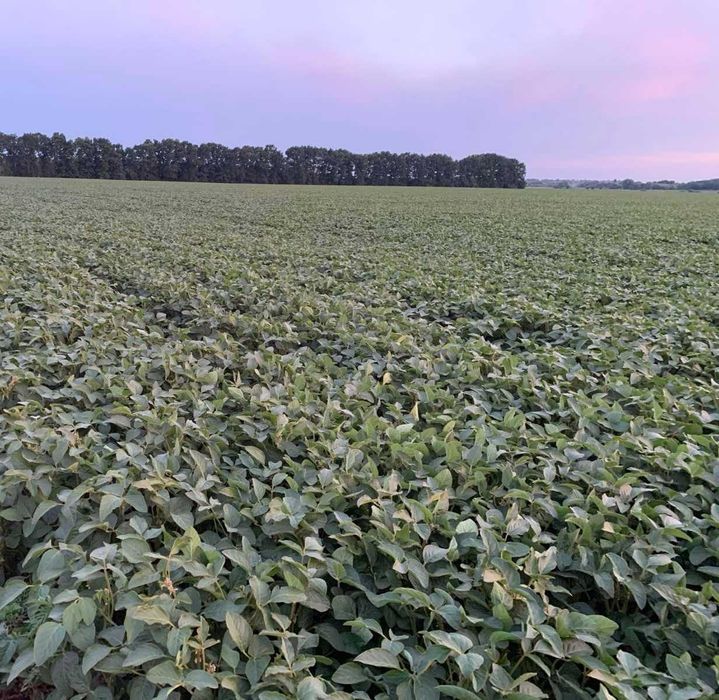 Соя на посів, сорт середньо-ранній.