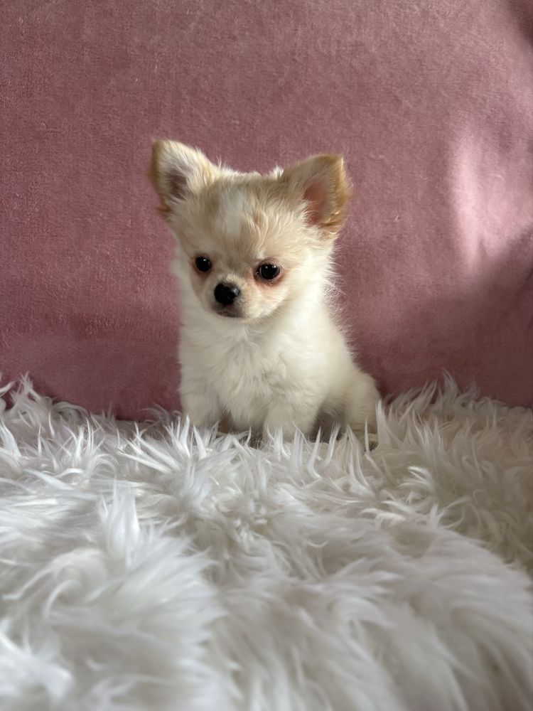 Przepięny mini piesek Jerry już do odbioru !