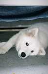 samoyed dog, age 7 months for sell