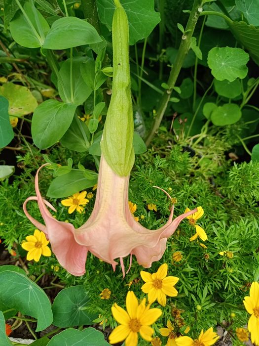 Brugmansja Dalens Pink Amour