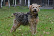 Matiz - do adopcji