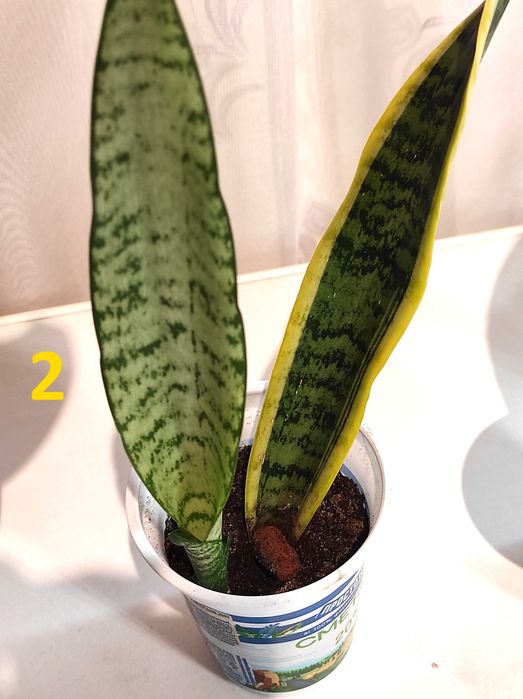 Сансевієрія Laurentii (Лауренті) -кімнатна рослина,вазон