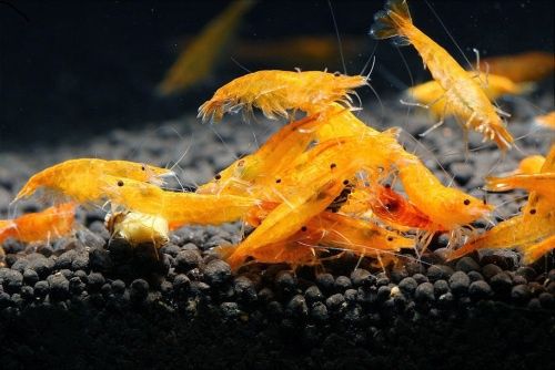 Rybki do akwarium - Krewetki Neocardinia Orange Pomarańczowe