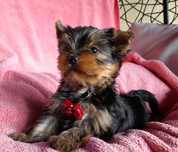 Ostatni Piesek Yorkshire terrier york yorki