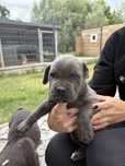 Piesek cane corso