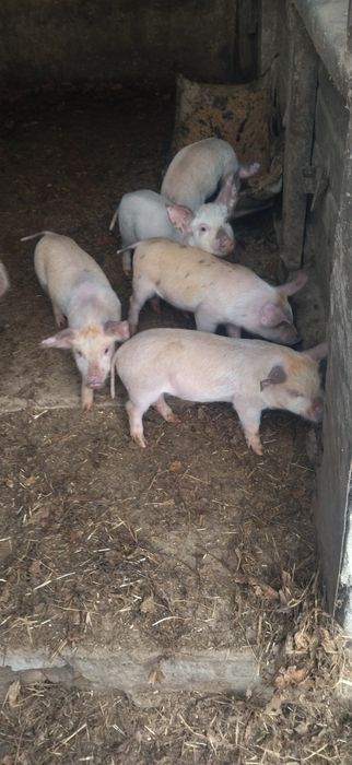Продам поросята Петрен