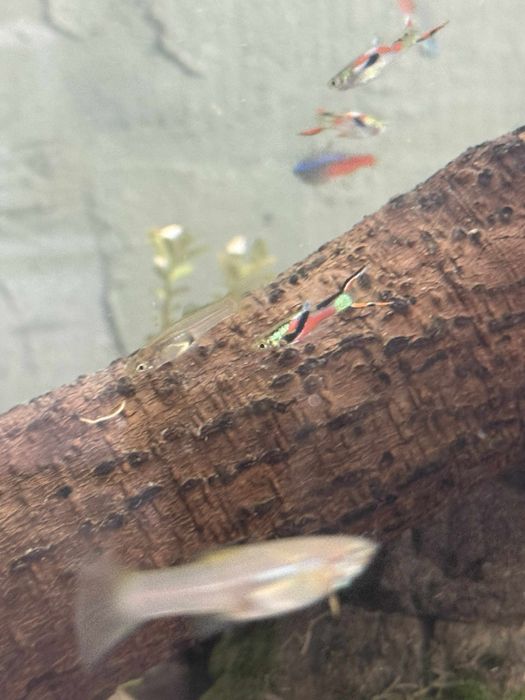 Sprzedam gupiki różne