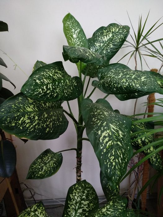 Дифенбахия дифенбахія 90-140 см домашний цветок в горшке Днепр