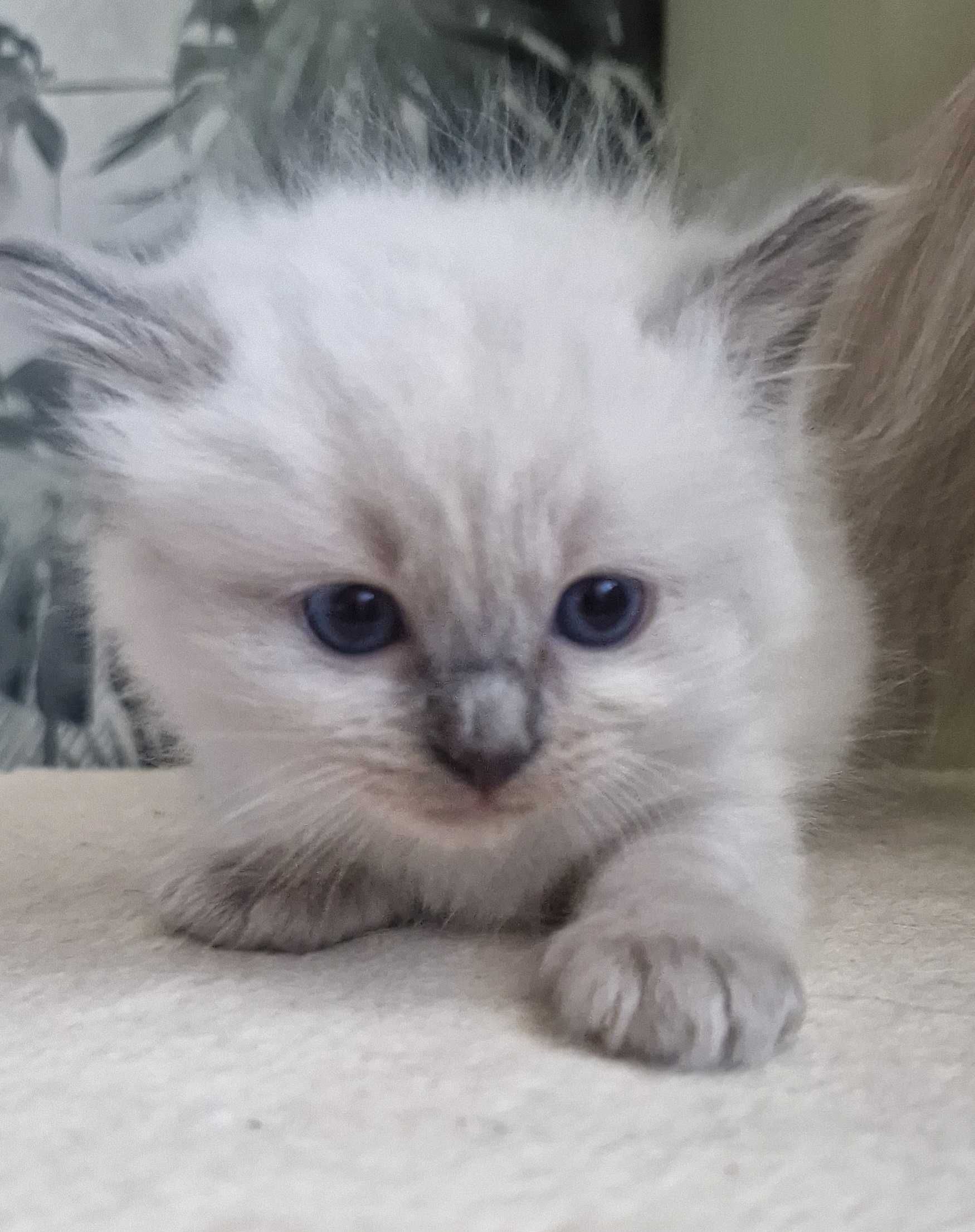 Śliczny kot rasy Ragdoll