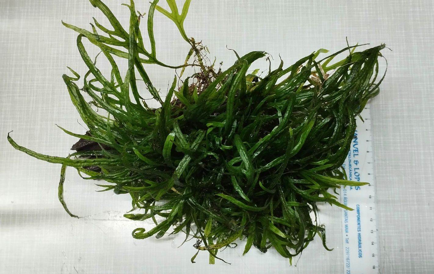 Microsorum pteropus Trident