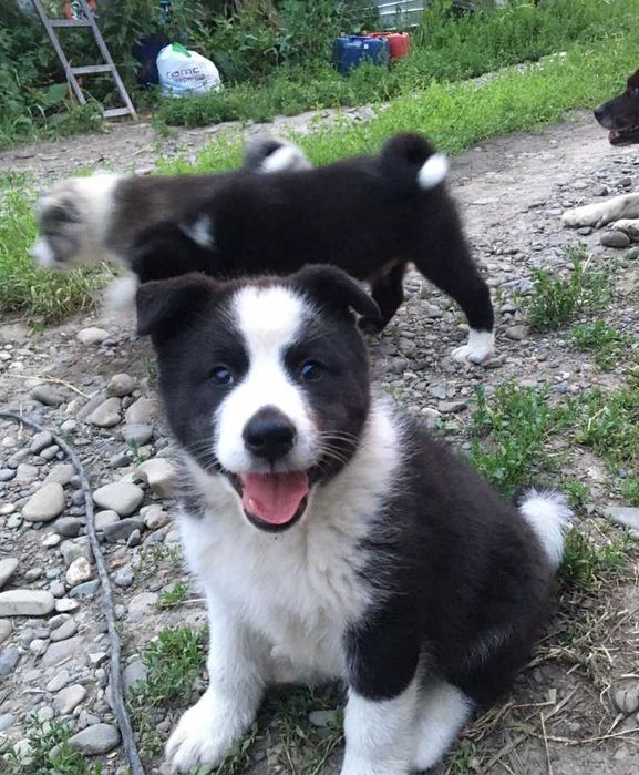 Цуценята російсько-європейської лайки