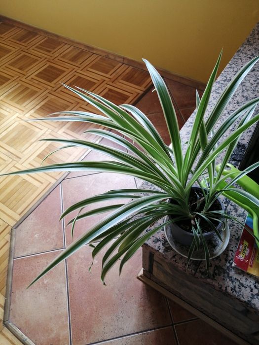 Zielistka młoda kwiatek