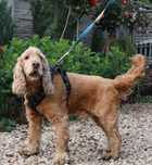 Bambik Cocker Spaniel szuka domu