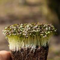 Microgreen Mizuna, Red microvegetais