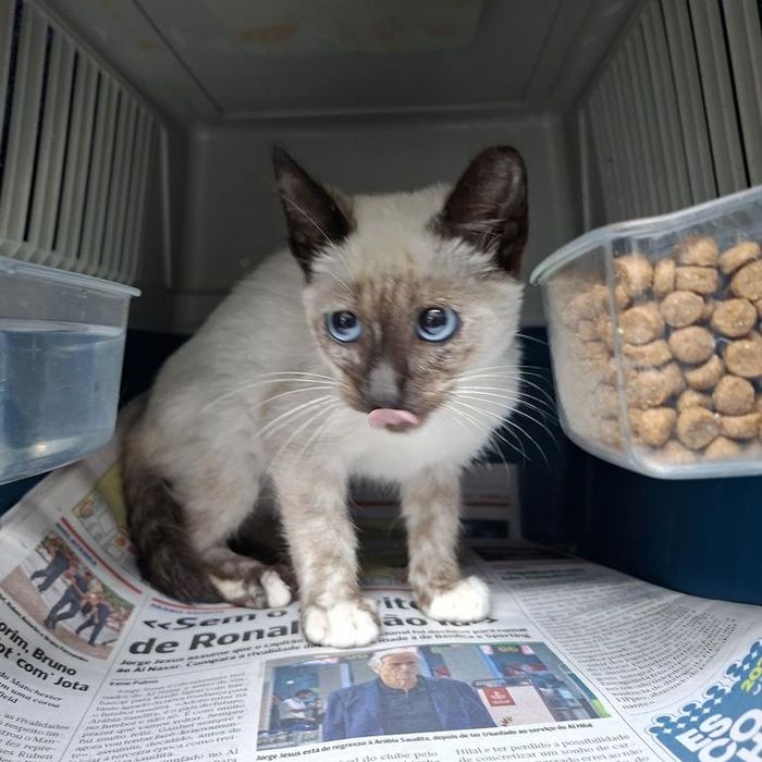 Gatinha bebé para adoção!