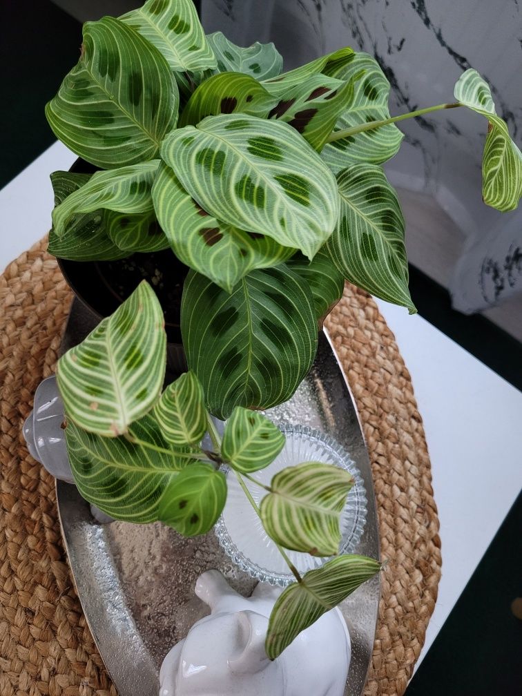 Maranta light veins fantasy kolekcjonerska