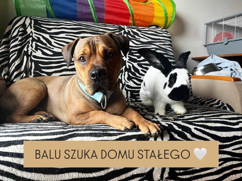 Balu młodu piesek w typ czeka na odpowoiedzialnego opiekuna  Warszawa