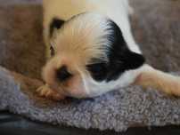 SHIH TZU - mini piesek I