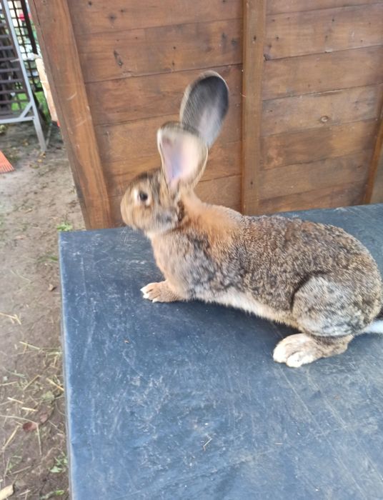 Króliki Olbrzymy Beligijskie