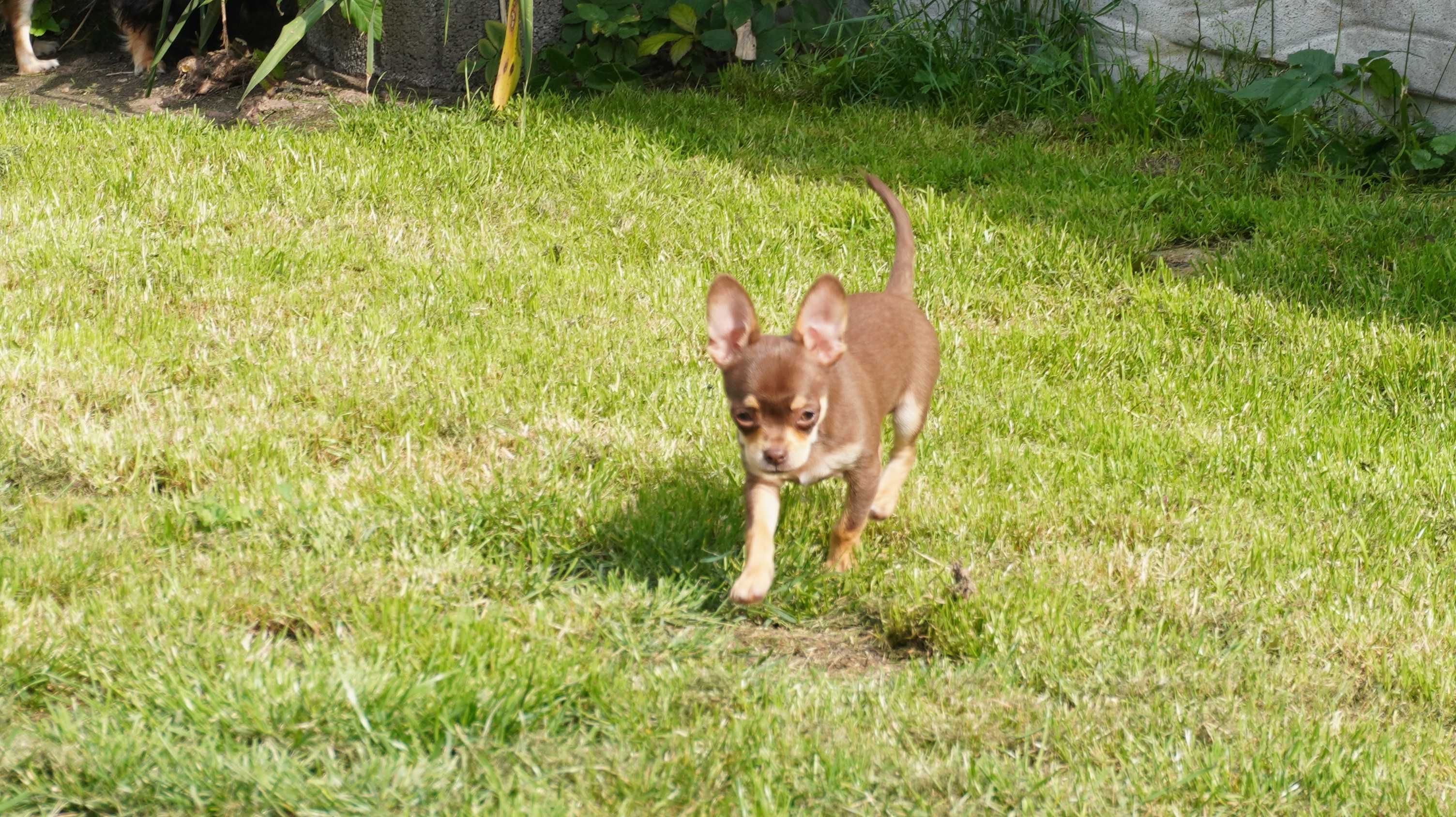 Czekoladowy piesek Chihuahua krótkowłosy - ZKwP/FCI