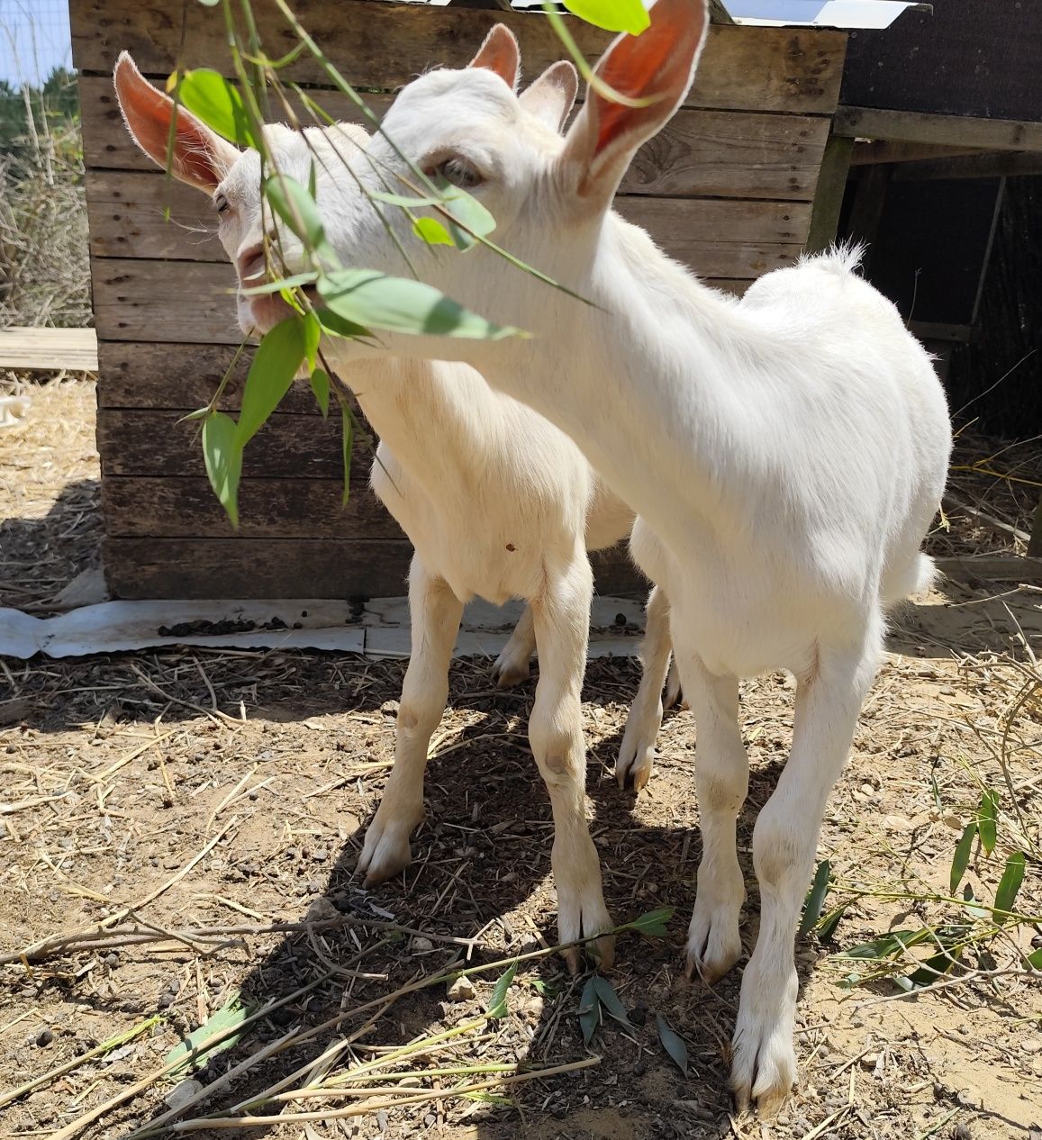 Cabrito sannen com 3 meses