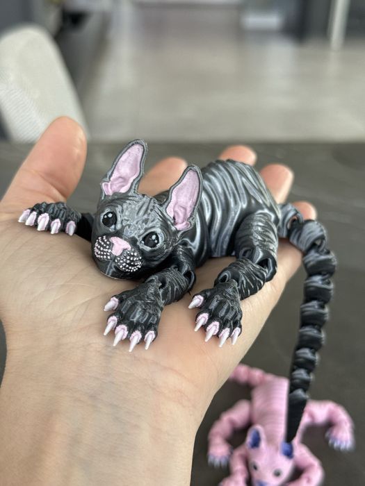 Grafitowy kot sfinks – wyjątkowy, pełen charakteru