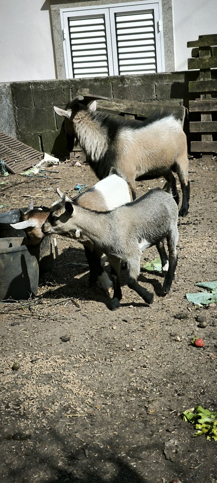 cabras anãs desde 70€