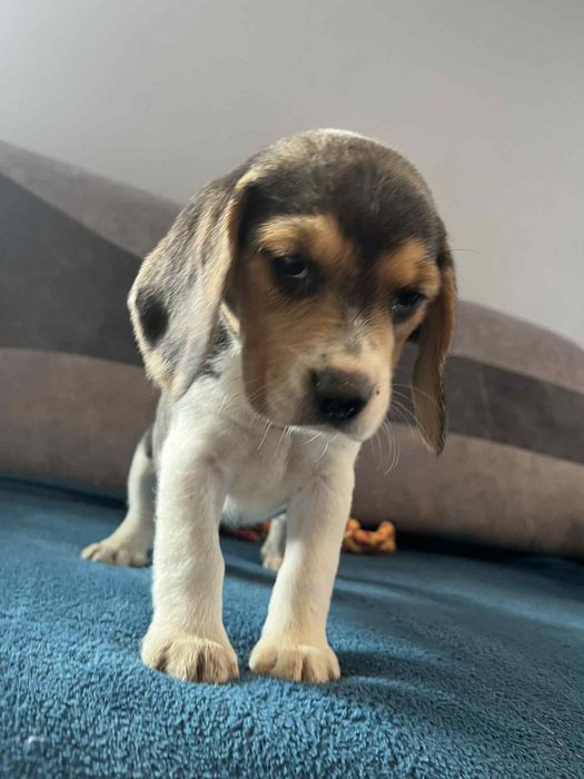 Szczeniak Beagle tricolor