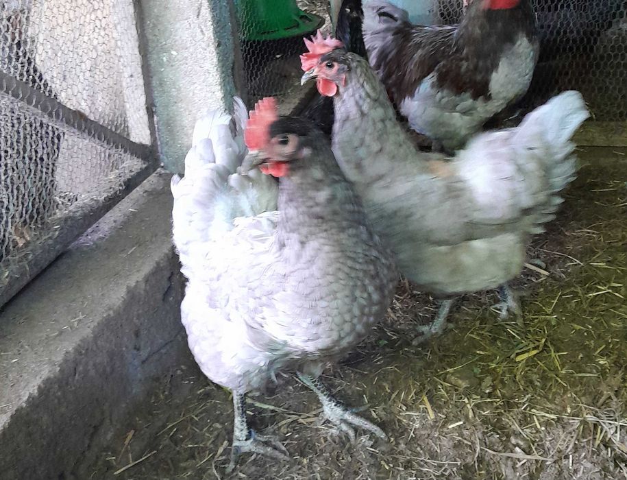 ovos galados australorp