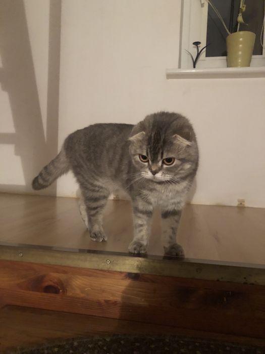 Piękny kot rasy Scollish Fold nieaktualno