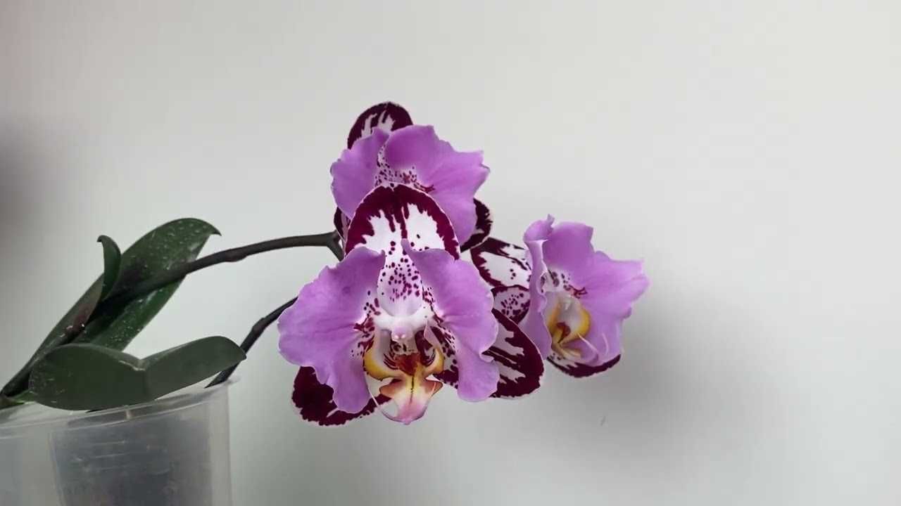 Орхідея Блек  Піано