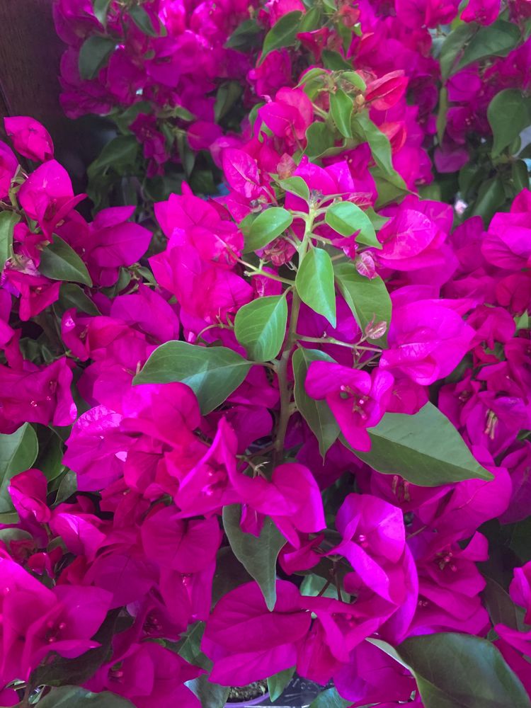 Бугенвілія (Bougainvillea)