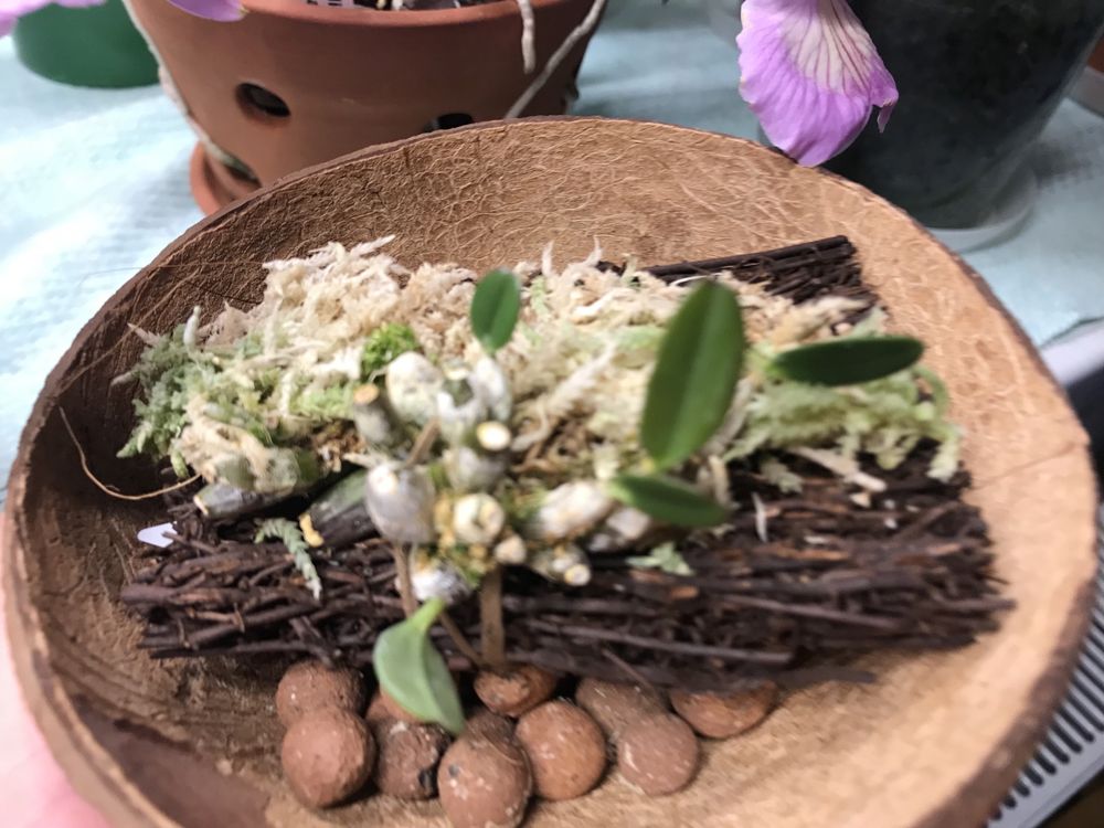 Dendrobium Jenkinsii*sib