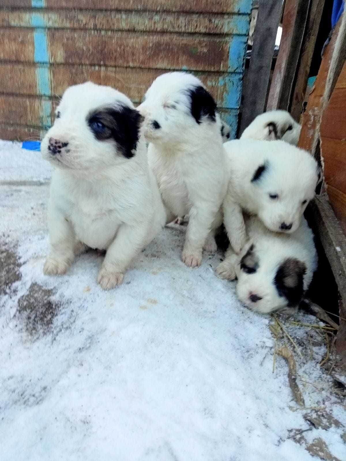 Щенки Алабая ждут свои семьи