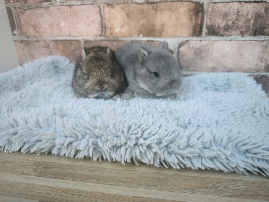 Króliczki miniaturki malutkie króliczki Karzełki