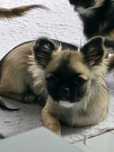 Piesek chihuahua zkwp