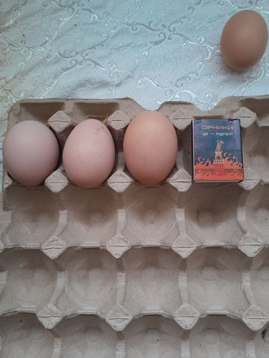 Кури Джерсінський гігант