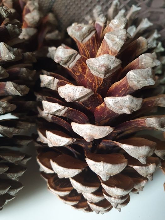 Шишка соснова з Атлантики