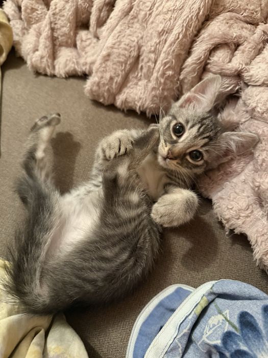 Віддам котика хлопчика