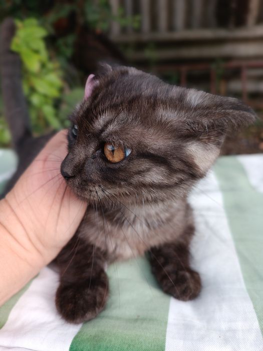 Продам шотландского кота