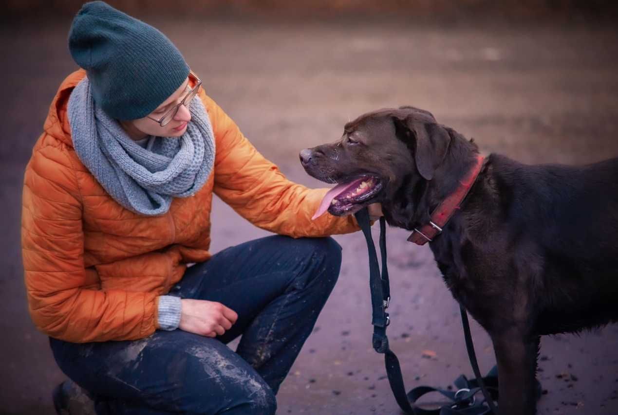 Mila - wspaniała sunia, mix cane corso czeka na dom!