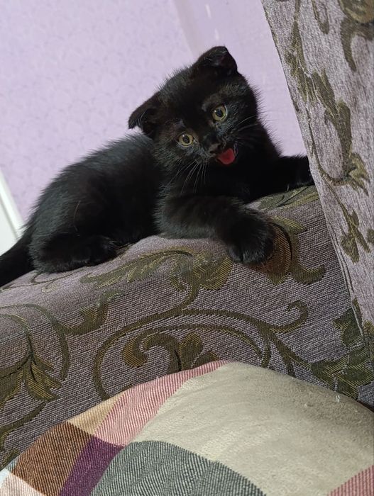 Котята шотландской вислоухой кошки