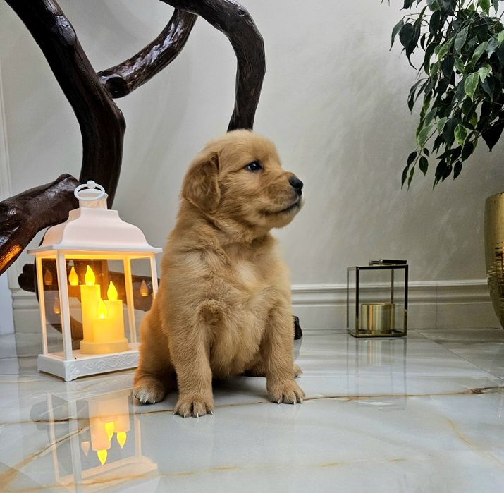 Szczenię Golden Retriever 100% linia Amerykańska  FCI ZKWP