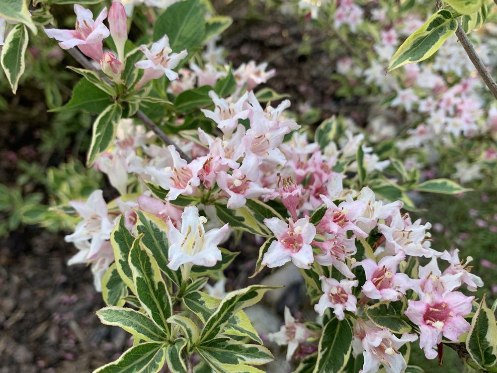 Krzewuszka Cudowna odmiany "NANA VARIEGATA