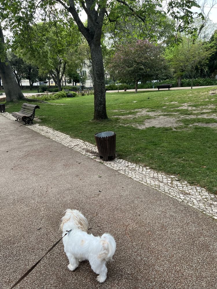 Petsitting em Lisboa / Fico com o seu patudo nas férias